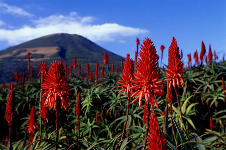 イッポンテグリ