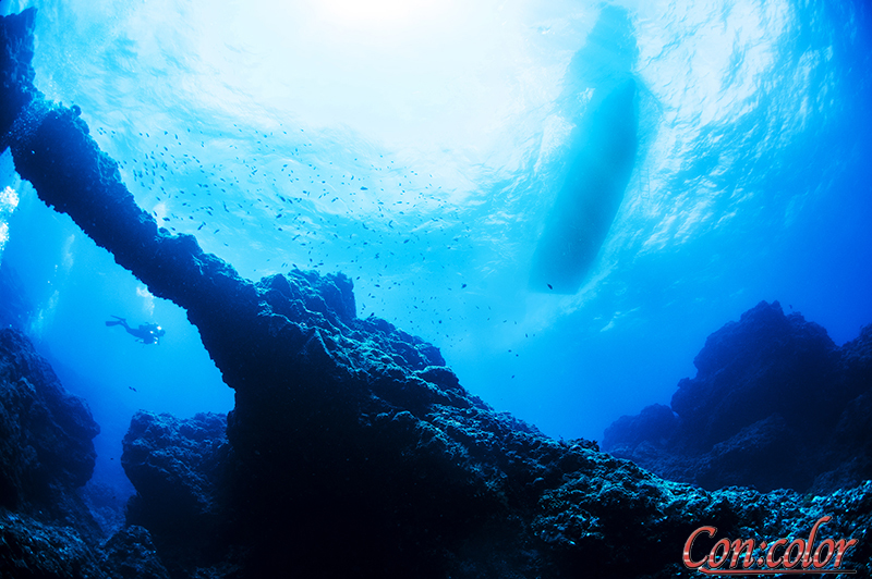 ウララカミノウミウシ