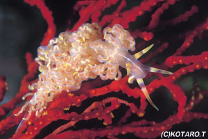 beautiful nudibranchs